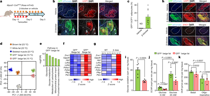 Thermal Stress Induces Glycolytic Beige Fat Formation Via A Myogenic State Nature