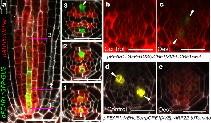 Mobile Pear Transcription Factors Integrate Positional Cues To Prime Cambial Growth Nature Mobile Pear Transcription Factors Integrate Positional Cues To Prime Cambial Growth Nature