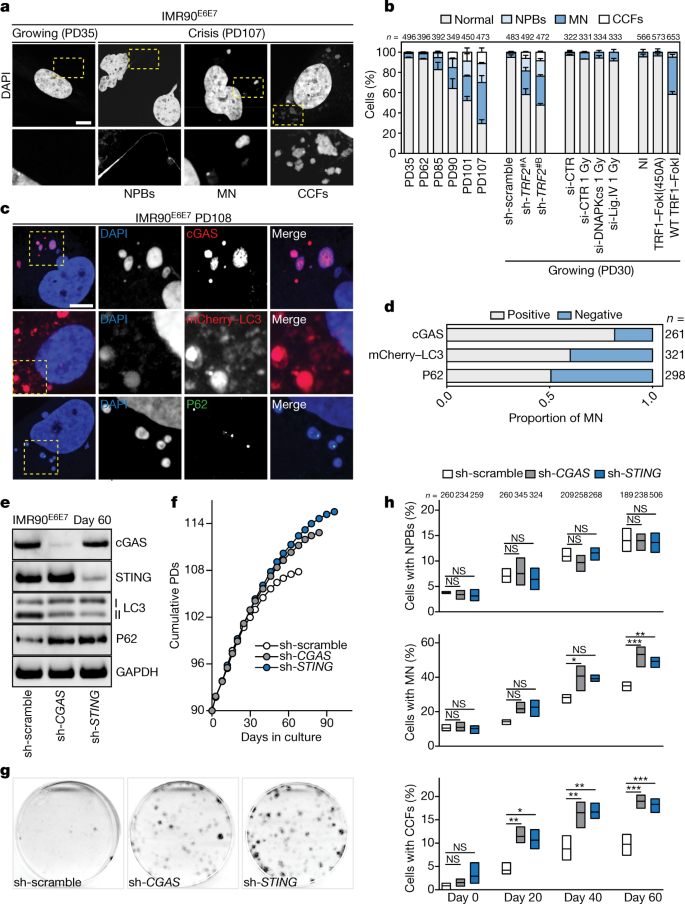 Autophagic Cell Death Restricts Chromosomal Instability