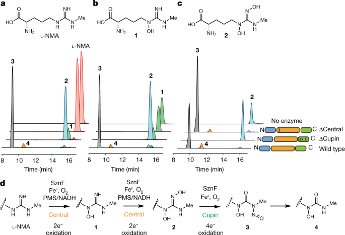 An N Nitrosating Metalloenzyme Constructs The Pharmacophore Of Streptozotocin Nature