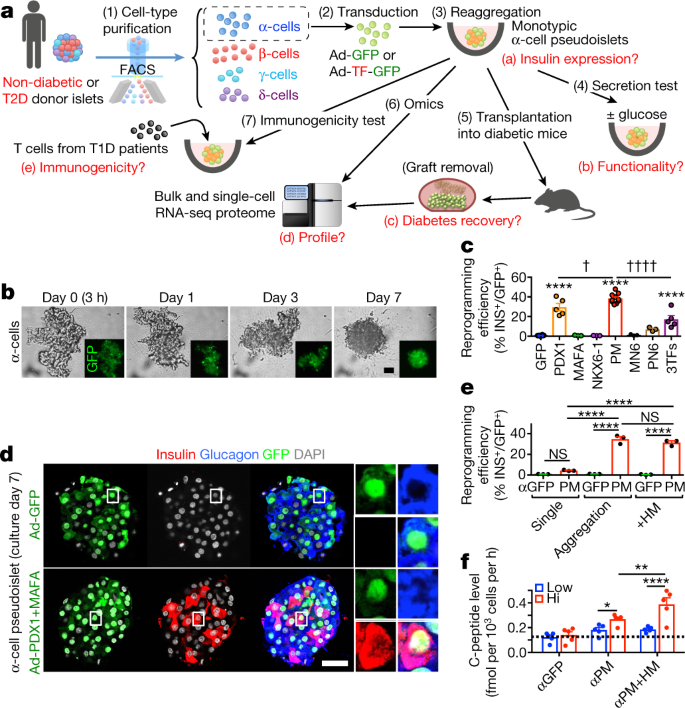 Diabetes Relief In Mice By Glucose Sensing Insulin Secreting Human A Cells Nature