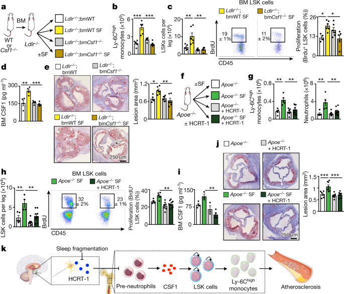 Sleep Modulates Haematopoiesis And Protects Against Atherosclerosis Nature