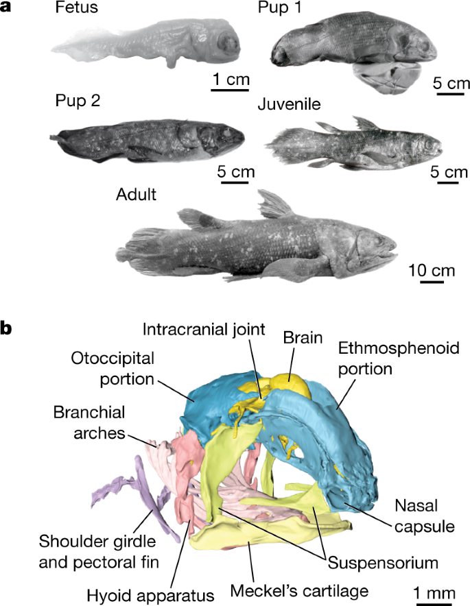 Neurocranial development of the coelacanth and the evolution of the  sarcopterygian head | Nature
