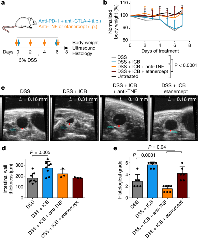 Prophylactic Tnf Blockade Uncouples Efficacy And Toxicity In Dual Ctla 4 And Pd 1 Immunotherapy Nature