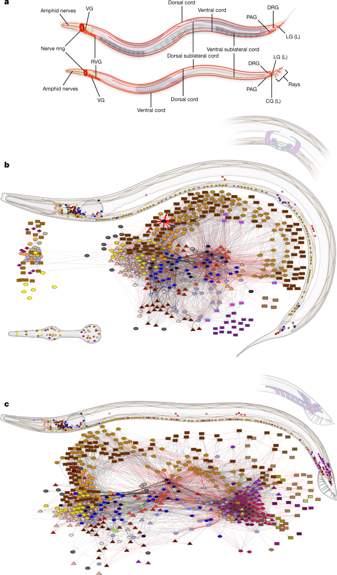 Whole-animal connectomes of both Caenorhabditis elegans sexes | Nature Whole-animal connectomes of both Caenorhabditis elegans sexes | Nature