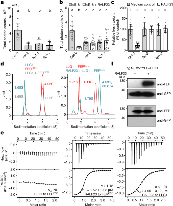 Mechanisms Of Ralf Peptide Perception By A Heterotypic Receptor Complex Nature