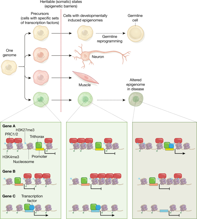 Frontiers  Epigenetics in Alzheimer's Disease