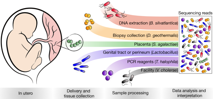 Human Placenta Has No Microbiome But Can Contain Potential Pathogens Nature