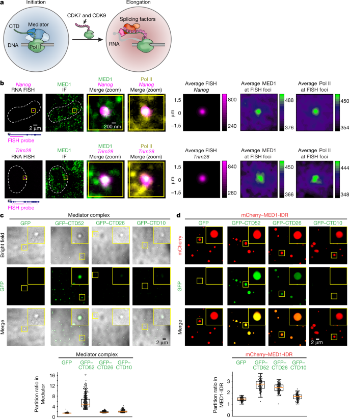 Pol Ii Phosphorylation Regulates A Switch Between Transcriptional And Splicing Condensates Nature