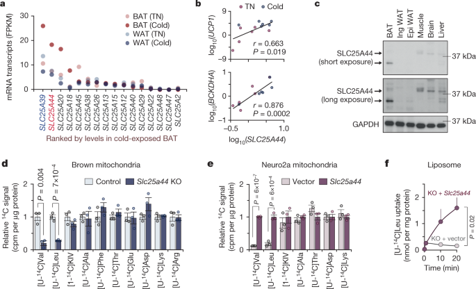 Bcaa Catabolism In Brown Fat Controls Energy Homeostasis Through Slc25a44 Nature