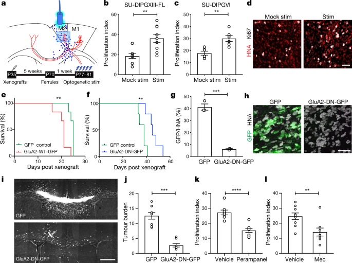 Electrical And Synaptic Integration Of Glioma Into Neural Circuits