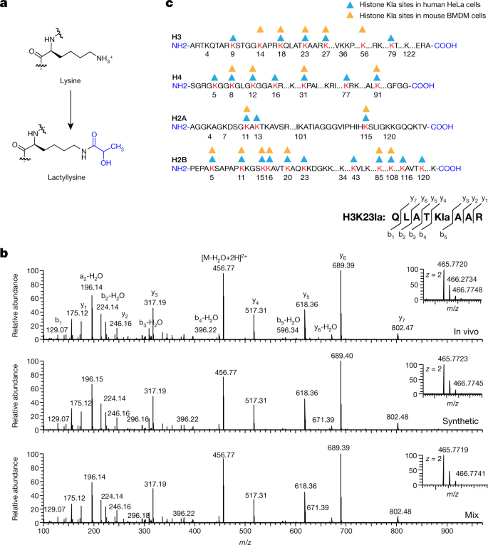 Metabolic Regulation Of Gene Expression By Histone Lactylation Nature