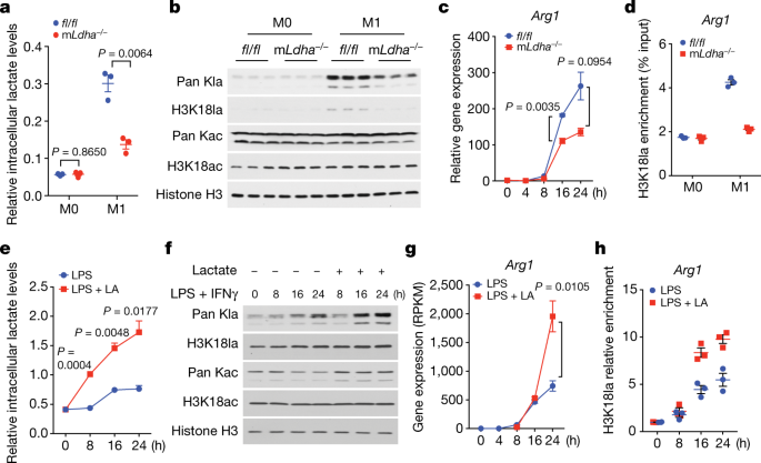 Metabolic Regulation Of Gene Expression By Histone Lactylation Nature