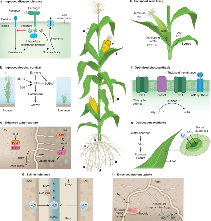 Crop Improvement Methods