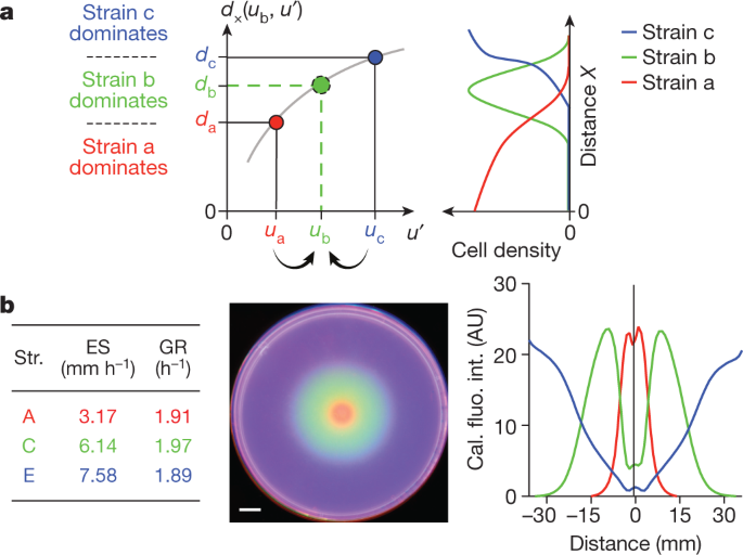 An Evolutionarily Stable Strategy To Colonize Spatially Extended Habitats Nature
