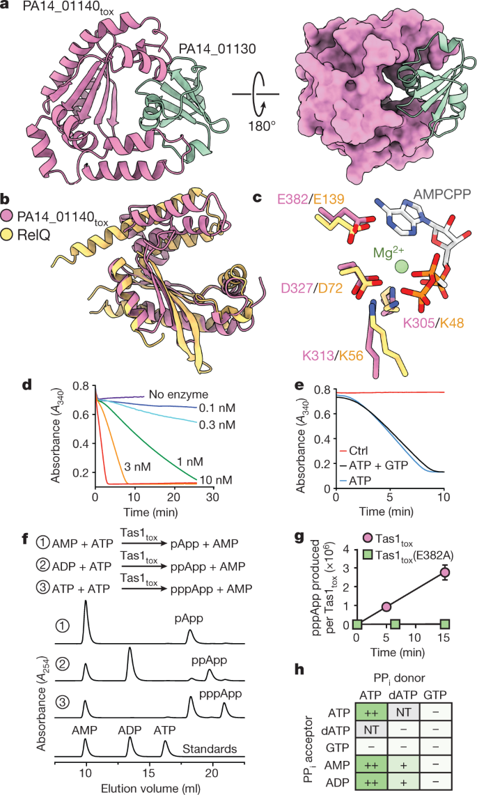 An Interbacterial Toxin Inhibits Target Cell Growth By Synthesizing P Ppapp Nature