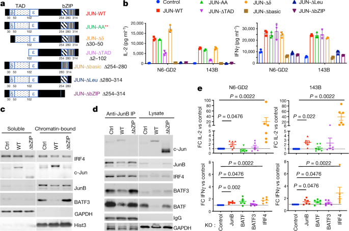 C Jun Overexpression In Car T Cells Induces Exhaustion Resistance Nature