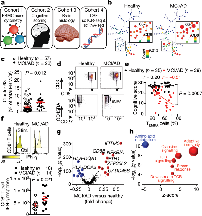 Clonally Expanded Cd8 T Cells Patrol The Cerebrospinal Fluid In Alzheimer S Disease Nature