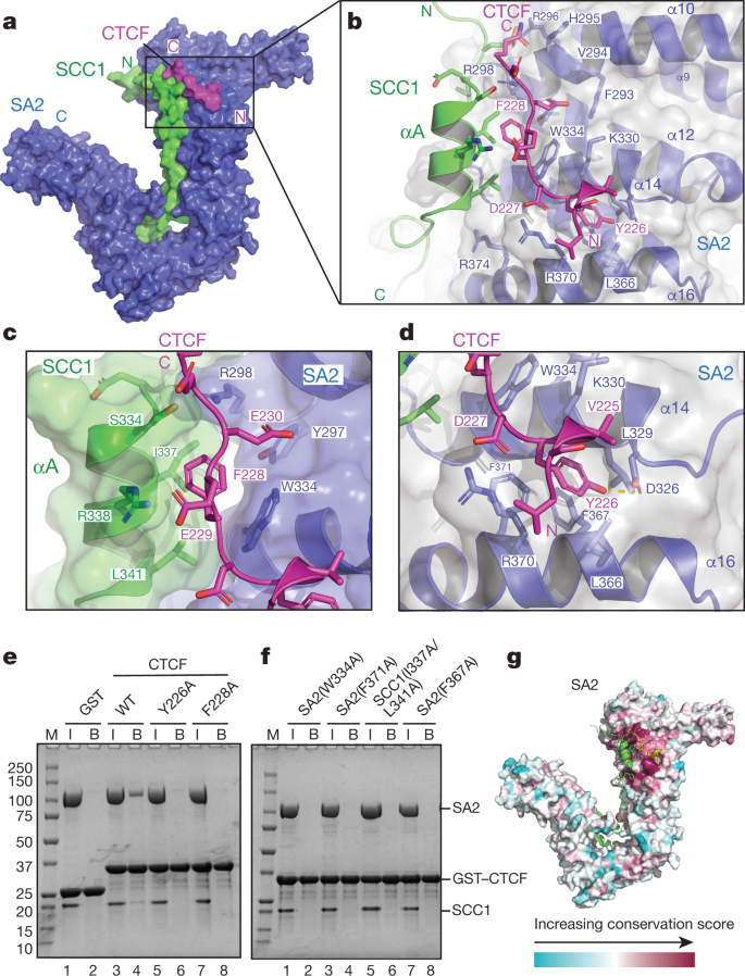 The Structural Basis For Cohesin Ctcf Anchored Loops Nature