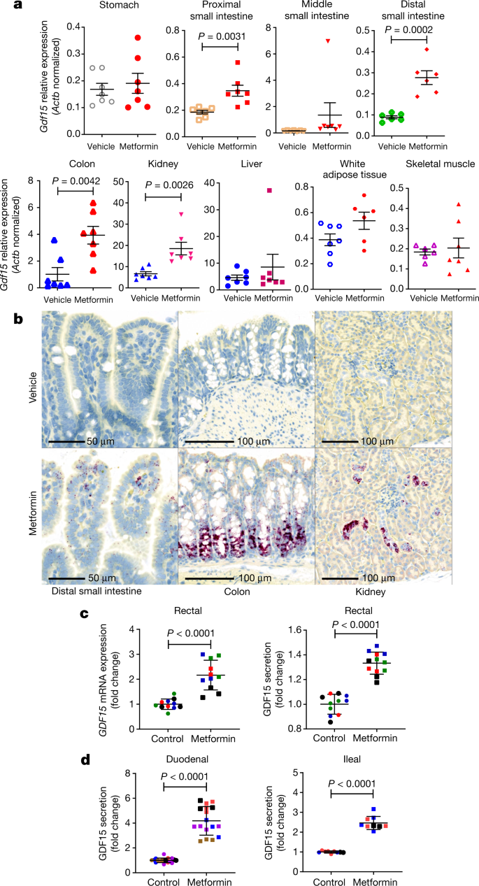 GDF15 mediates the effects of metformin on body weight and energy