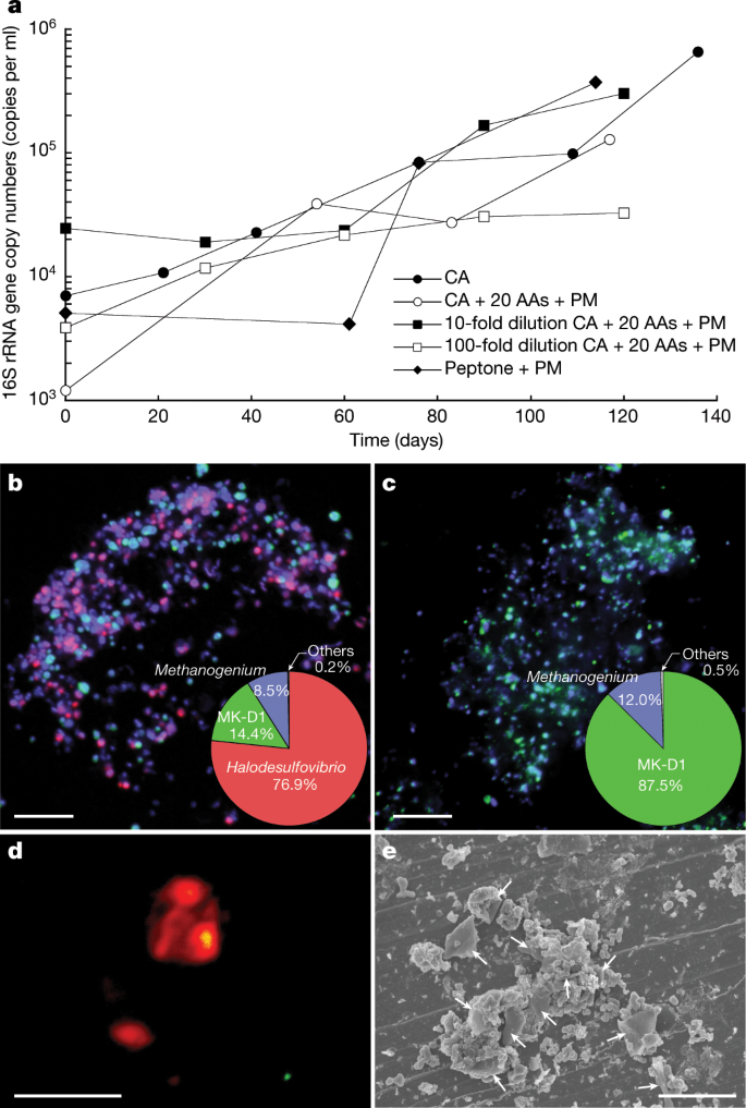 Isolation Of An Archaeon At The Prokaryote Eukaryote Interface Nature