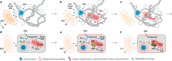 Isolation Of An Archaeon At The Prokaryote Eukaryote Interface Nature