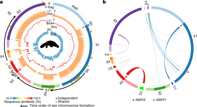Platypus And Echidna Genomes Reveal Mammalian Biology And Evolution Nature