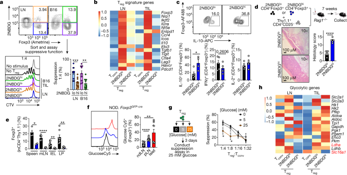 Metabolic Support Of Tumour Infiltrating Regulatory T Cells By Lactic Acid Nature