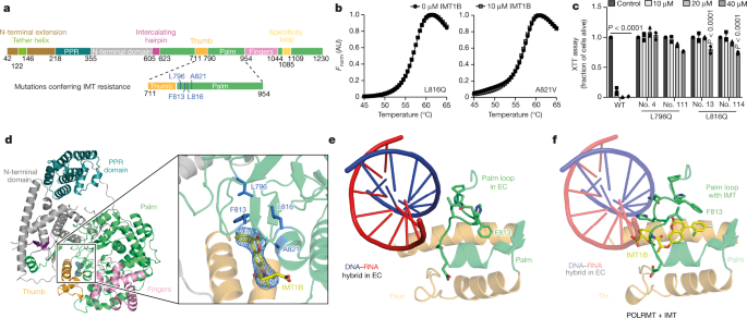 human mitochondrial dna transcription