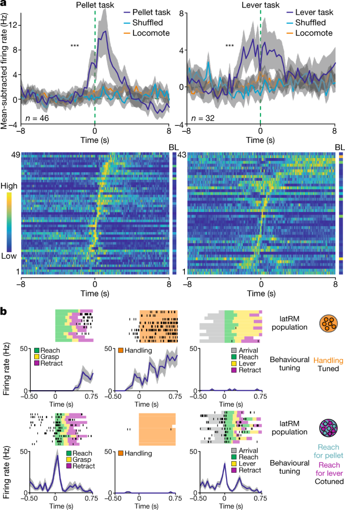A Functional Map For Diverse Forelimb Actions Within Brainstem Circuitry Nature