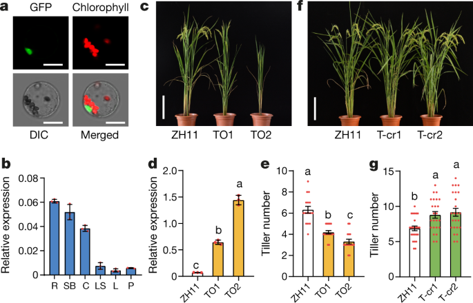 Genomic Basis Of Geographical Adaptation To Soil Nitrogen In Rice Nature