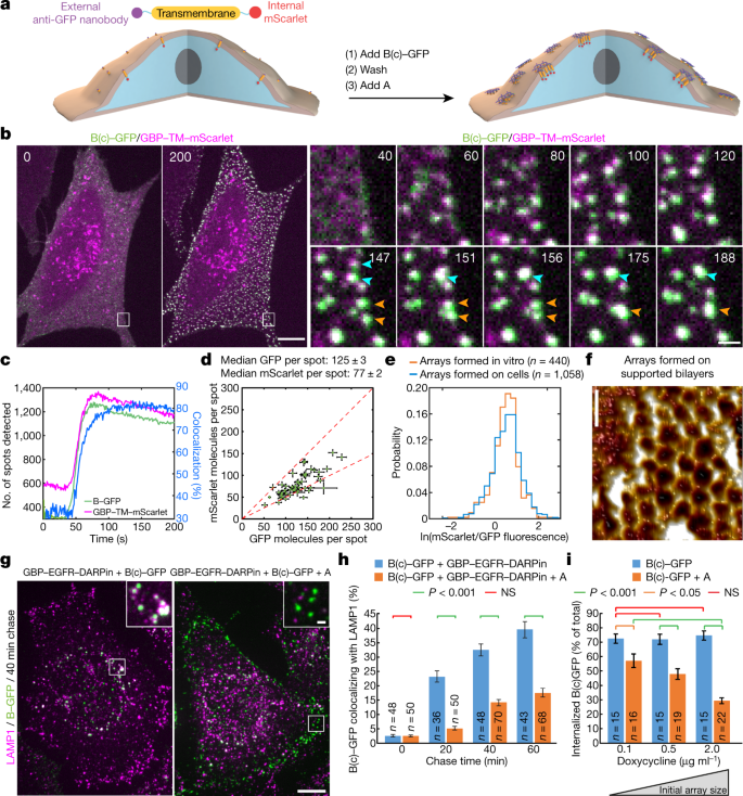 Design Of Biologically Active Binary Protein 2d Materials Nature