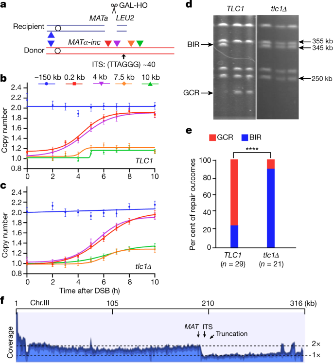 Tracking Break Induced Replication Shows That It Stalls At Roadblocks Nature