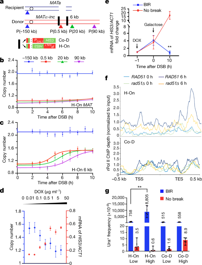 Tracking Break Induced Replication Shows That It Stalls At Roadblocks Nature