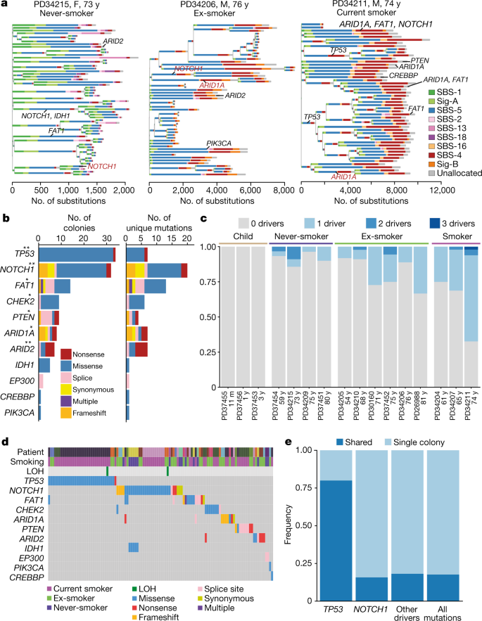 tobacco smoking and somatic mutations in human bronchial epithelium Tobacco smoking and somatic mutations in human bronchial epithelium