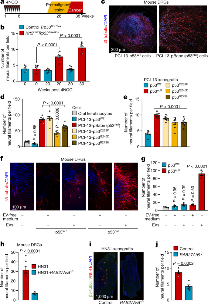 Loss of p53 drives neuron reprogramming in head and neck cancer | Nature