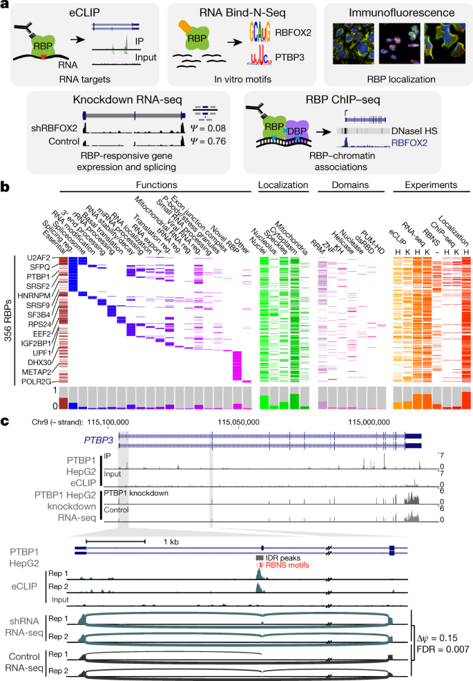 A Large Scale Binding And Functional Map Of Human Rna Binding Proteins Nature