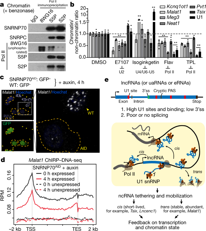 U1 Snrnp Regulates Chromatin Retention Of Noncoding Rnas Nature