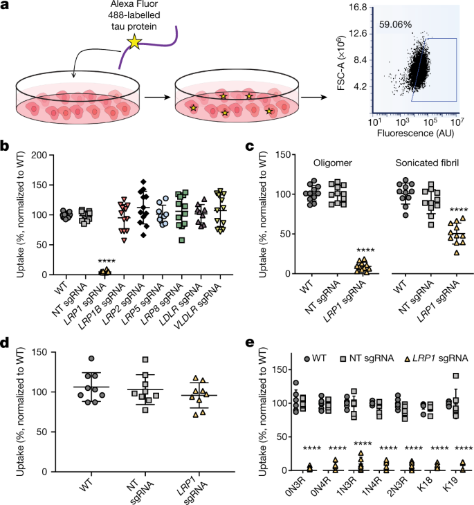 LRP1 is a master regulator of tau uptake and spread | Nature