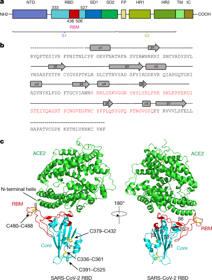 Structure Of The Sars Cov 2 Spike Receptor Binding Domain Bound To The Ace2 Receptor Nature