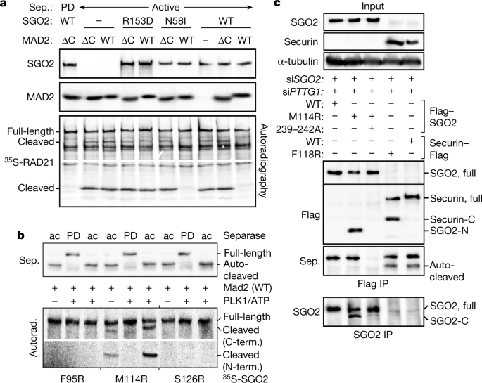 Securin Independent Regulation Of Separase By Checkpoint Induced Shugoshin Mad2 Nature