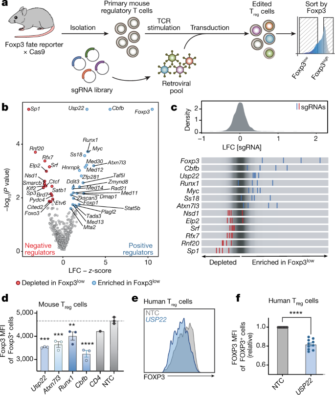 Crispr Screen In Regulatory T Cells Reveals Modulators Of Foxp3 Nature
