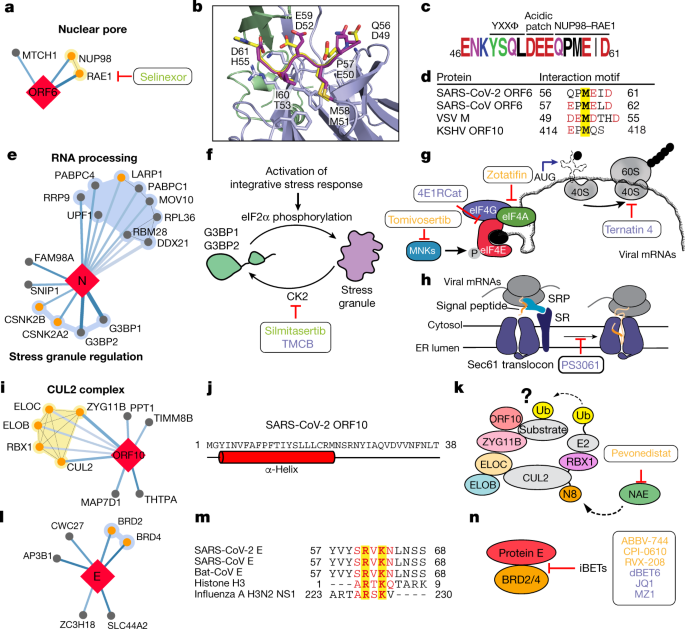 A SARS-CoV-2 protein interaction map reveals targets for drug repurposing |  Nature