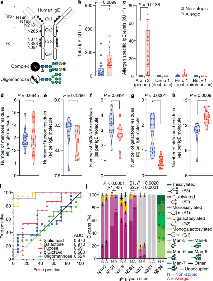 Sialylation Of Immunoglobulin E Is A Determinant Of Allergic Pathogenicity Nature