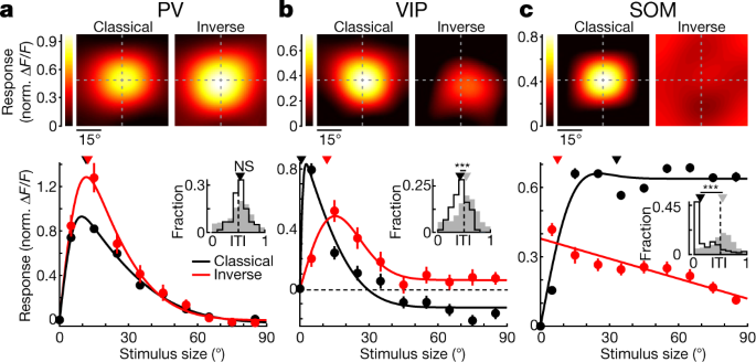Feedback Generates A Second Receptive Field In Neurons Of The Visual Cortex Nature