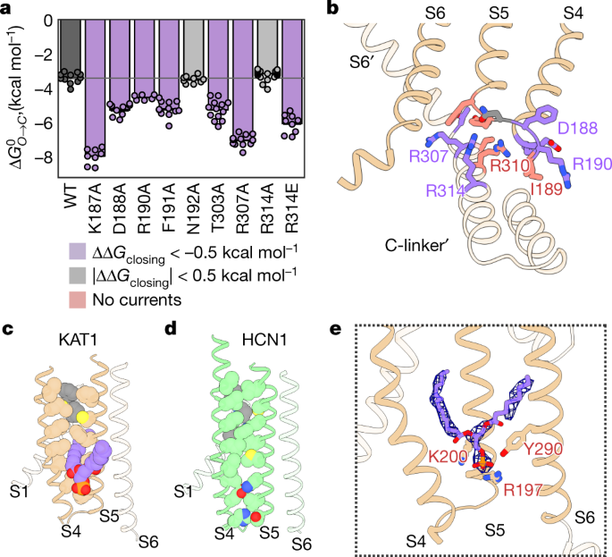 Electromechanical Coupling In The Hyperpolarization Activated K Channel Kat1 Nature