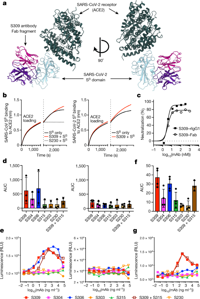 Cross Neutralization Of Sars Cov 2 By A Human Monoclonal Sars Cov Antibody Nature