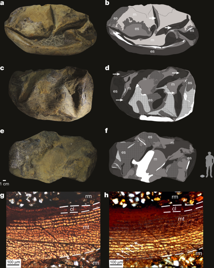 A Giant Soft Shelled Egg From The Late Cretaceous Of Antarctica Nature