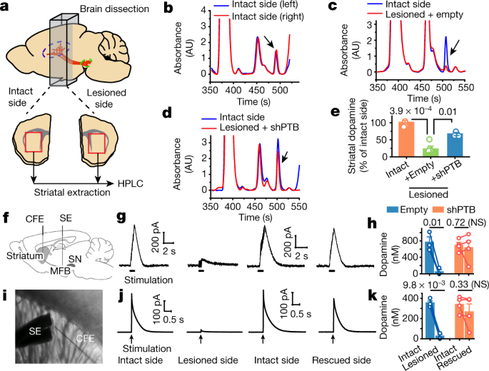 Reversing A Model Of Parkinson S Disease With In Situ Converted Nigral Neurons Nature