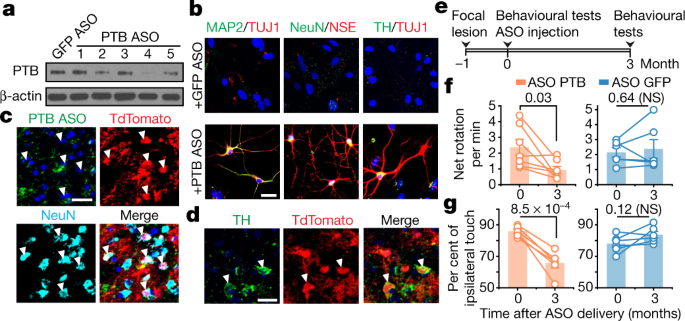 Reversing A Model Of Parkinson S Disease With In Situ Converted Nigral Neurons Nature